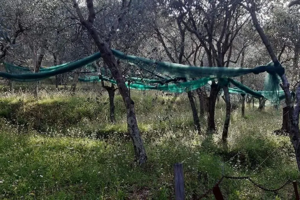 Olive Mill In The Heart Of Camaiore Italia